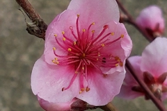 fleur abricot
